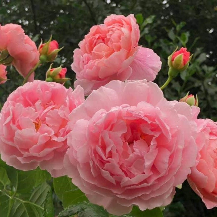 Strawberry Hill