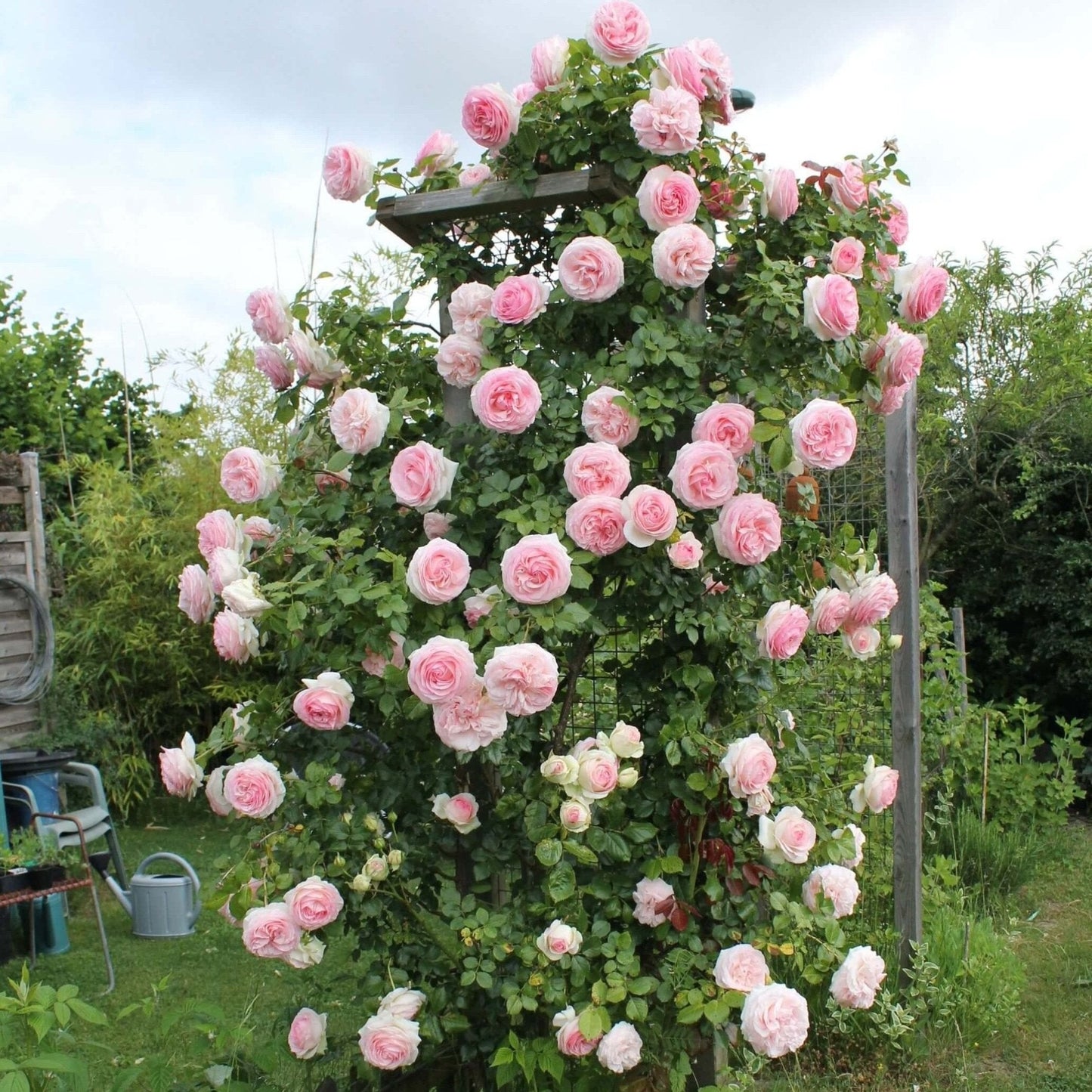 Strawberry Hill