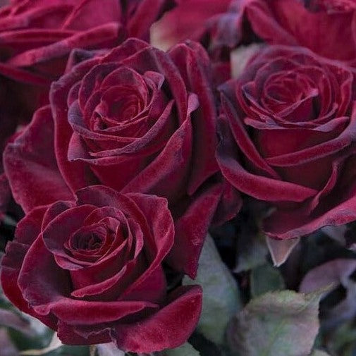 Black Baccara