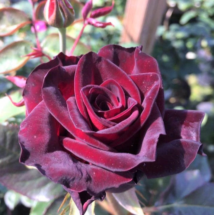 Black Baccara
