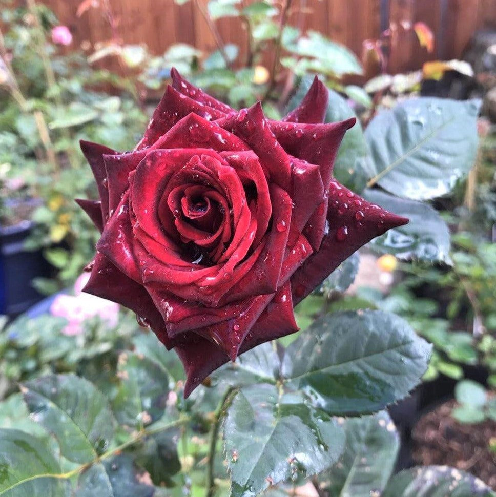 Black Baccara