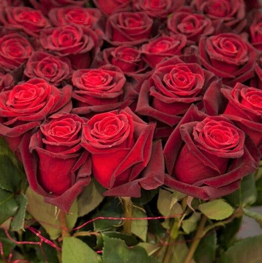 Black Baccara