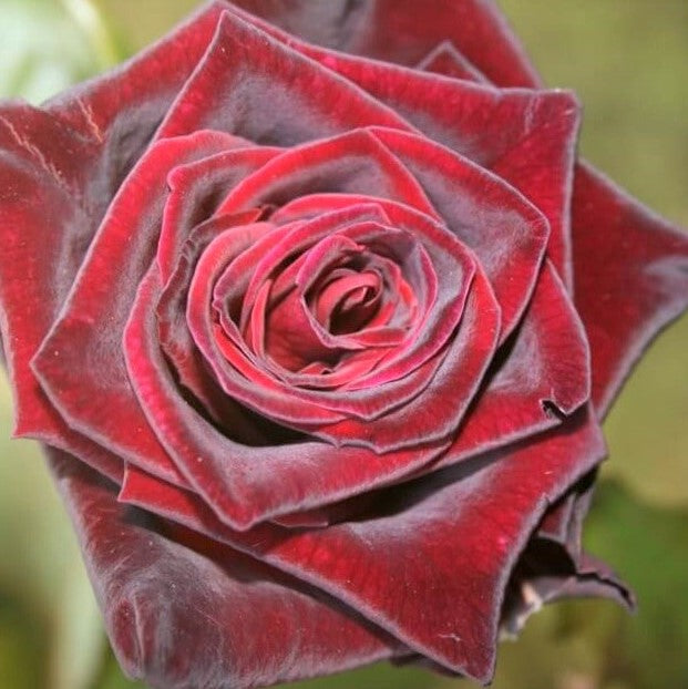 Black Baccara