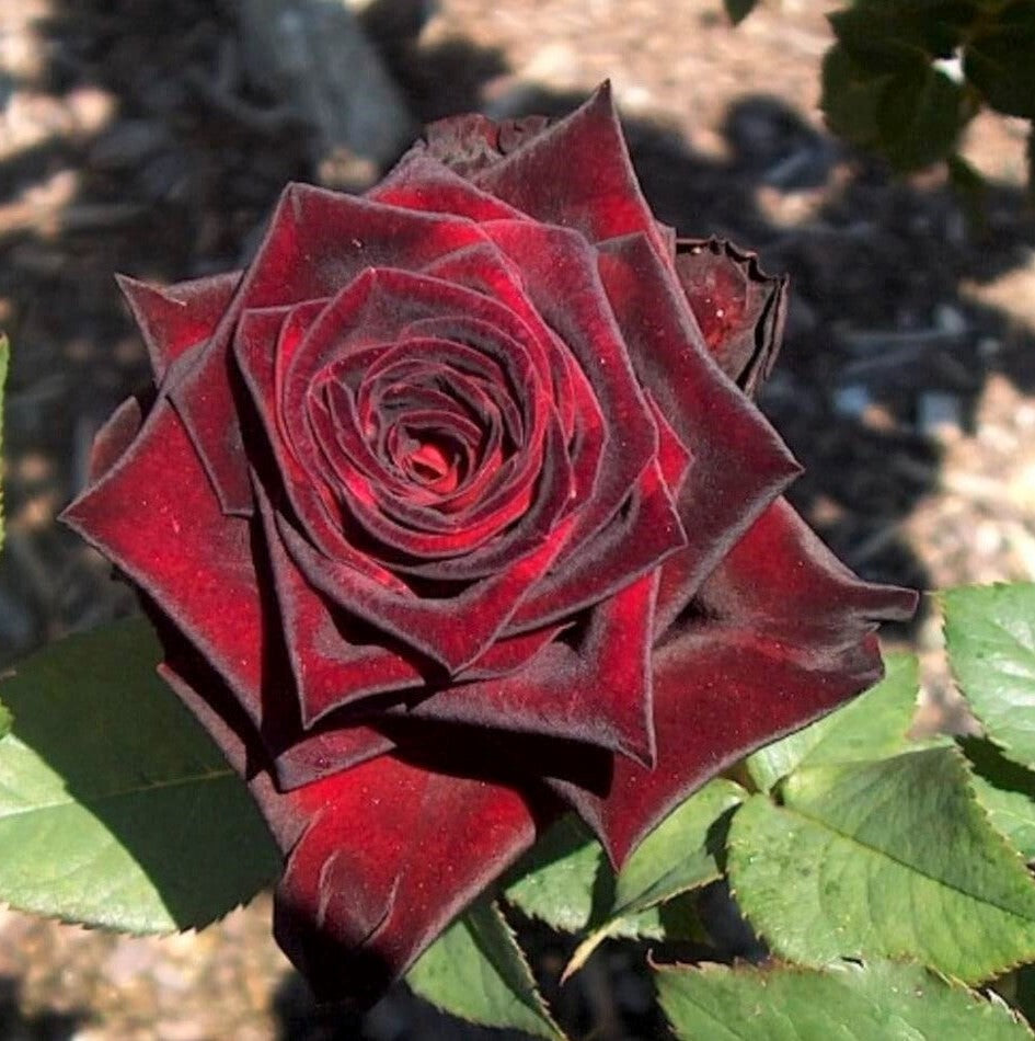 Black Baccara