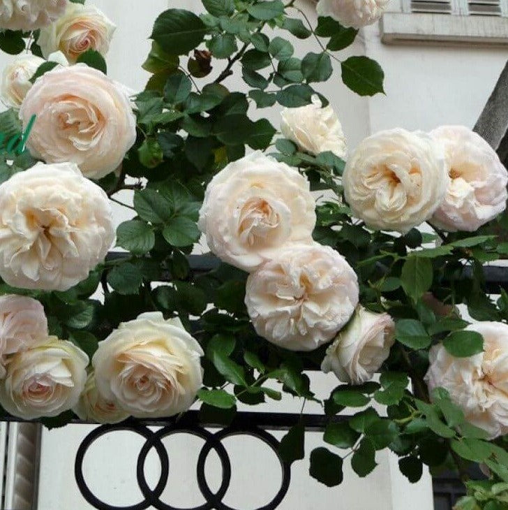 Mon Jardin und Ma Maison