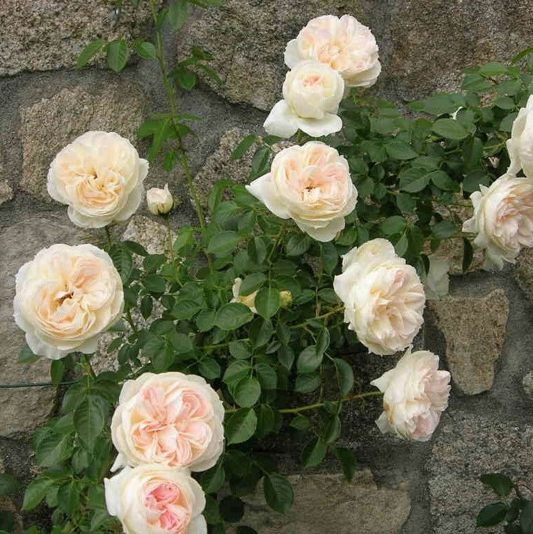 Mon Jardin und Ma Maison