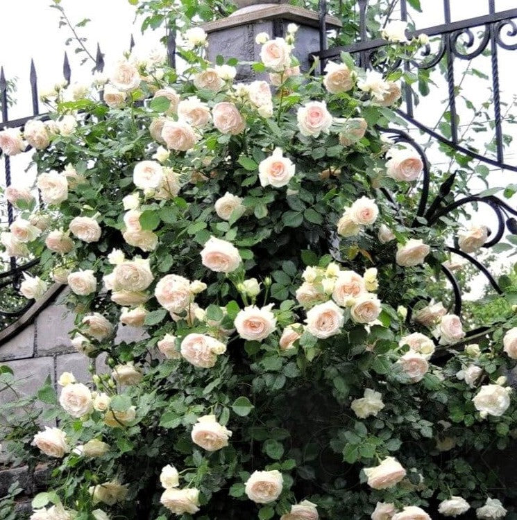Weiße Edenrose (Palais Royal)
