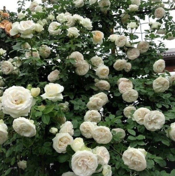 Weiße Edenrose (Palais Royal)