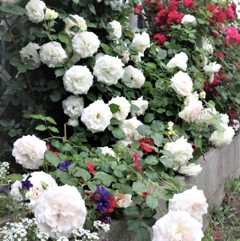 Weiße Edenrose (Palais Royal)
