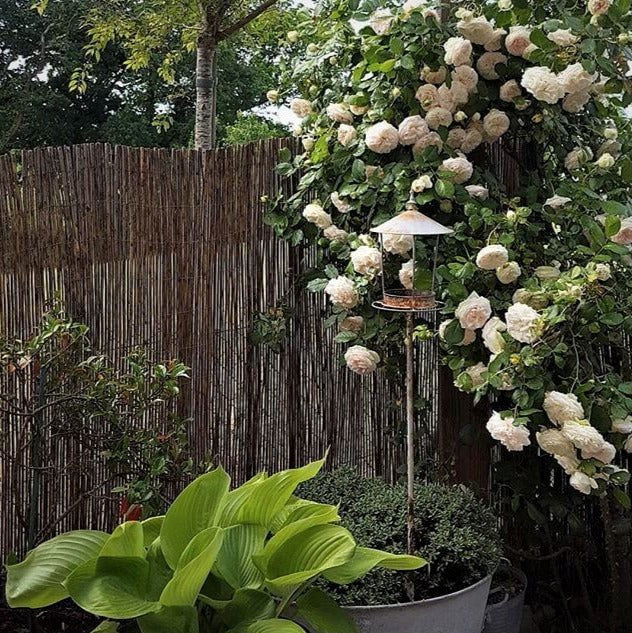 Weiße Edenrose (Palais Royal)