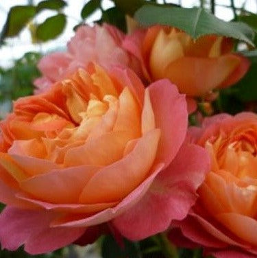 Baby Romantica
