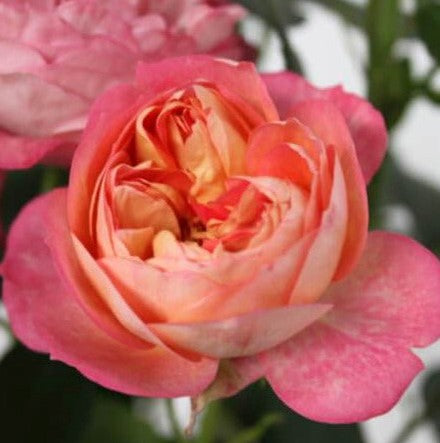 Baby Romantica