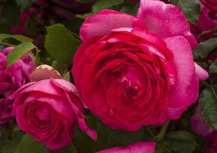 Cyclamen Eden Rose