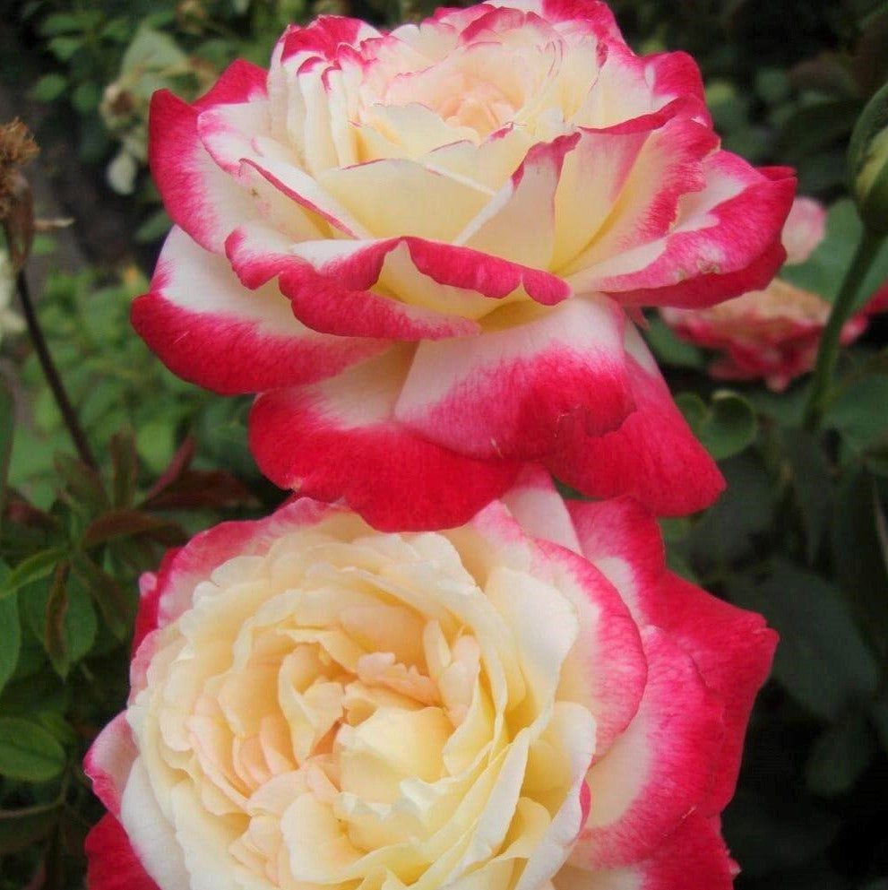 Double Delight