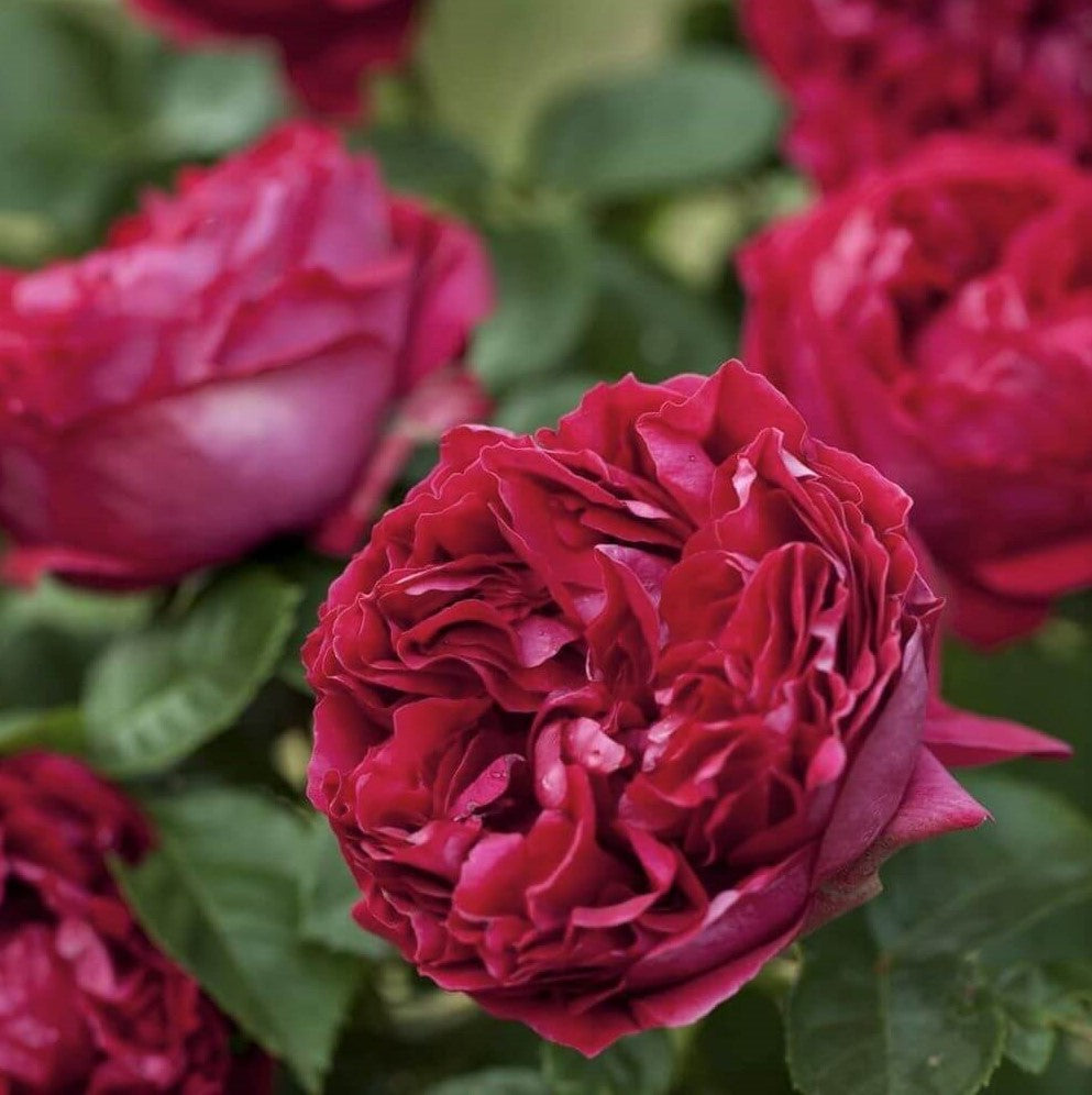 Red Eden Rose (Eric Tabarly)