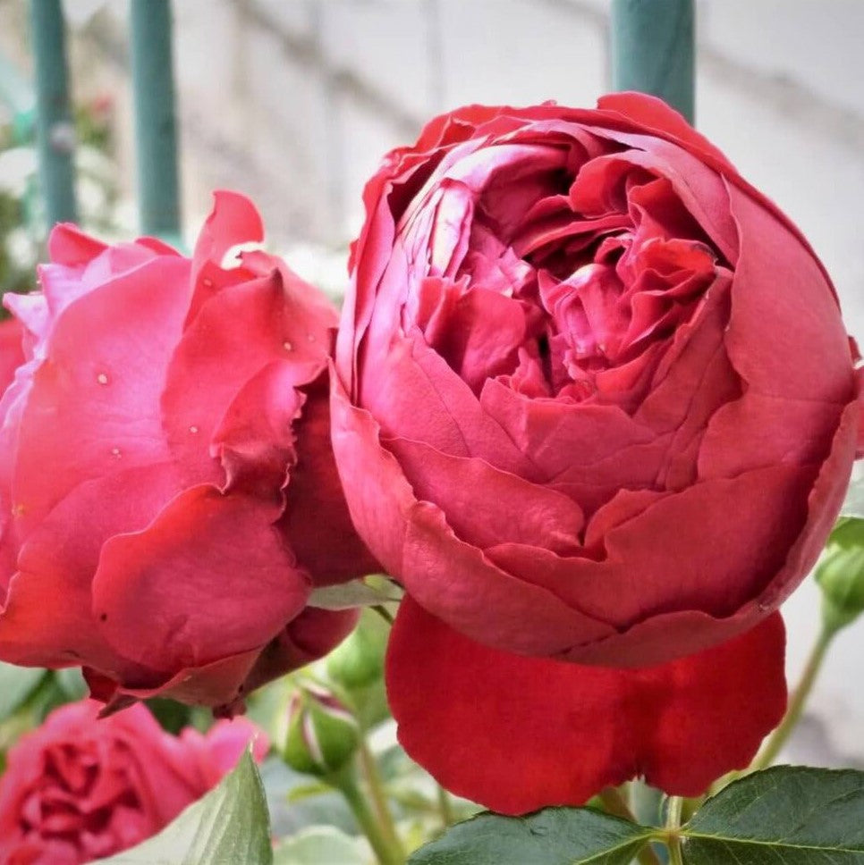 Red Eden Rose (Eric Tabarly)