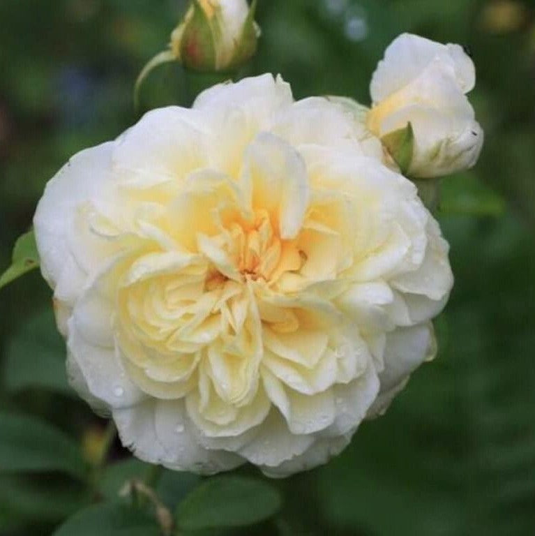 Lady Romantica