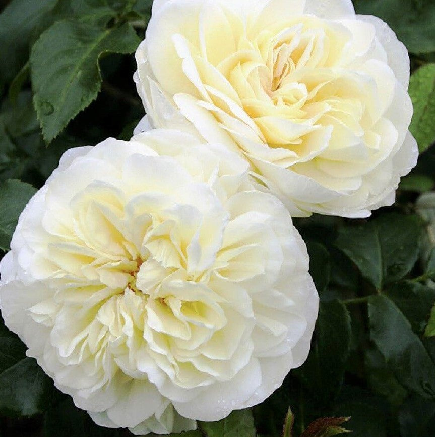 Lady Romantica