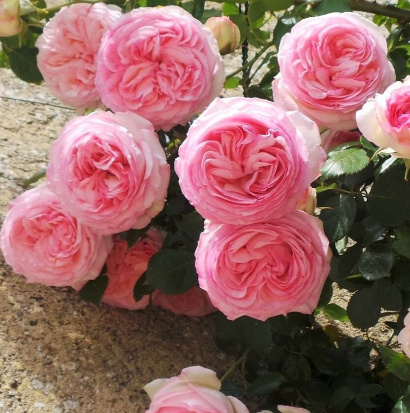 Eden Rose (Pierre de Ronsard)