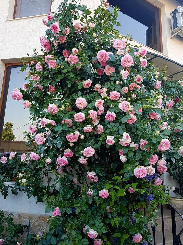 Eden Rose (Pierre de Ronsard)