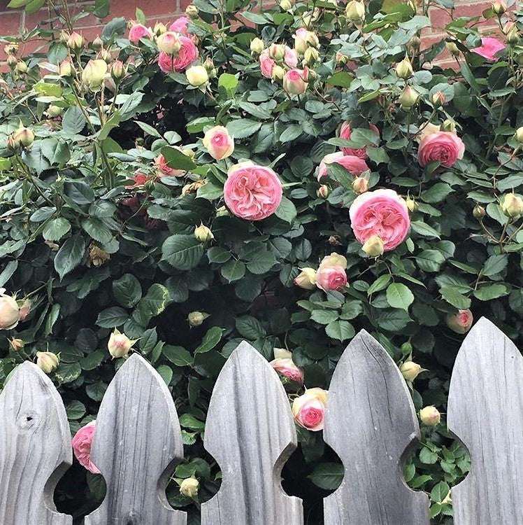 Eden Rose (Pierre de Ronsard)