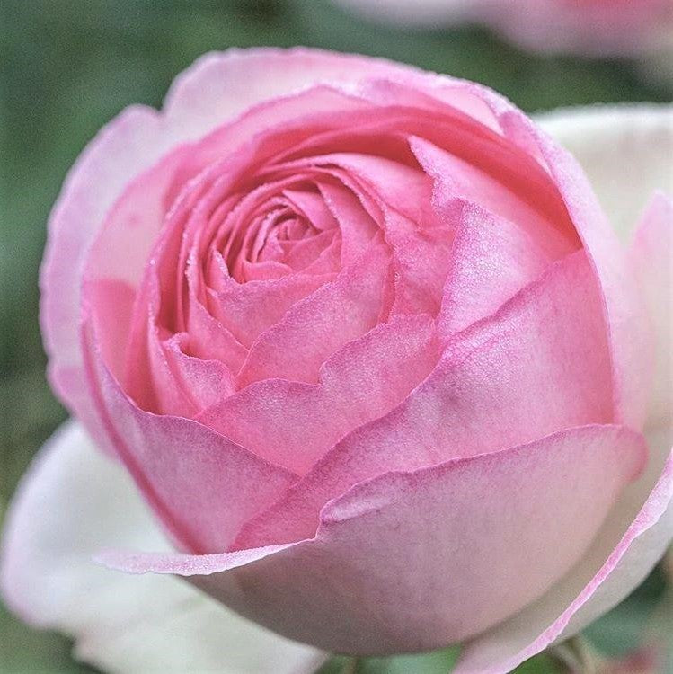 Eden Rose (Pierre de Ronsard)