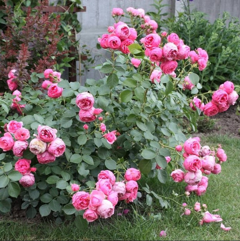 Pomponella