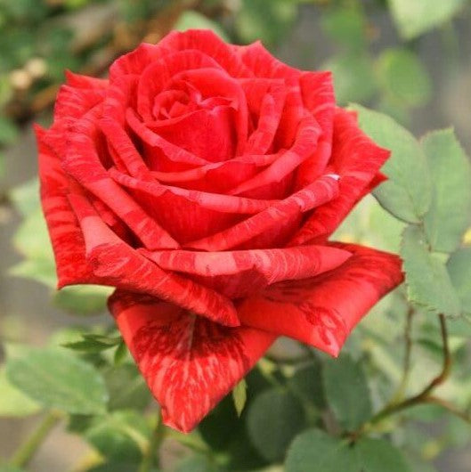 Red Intuition