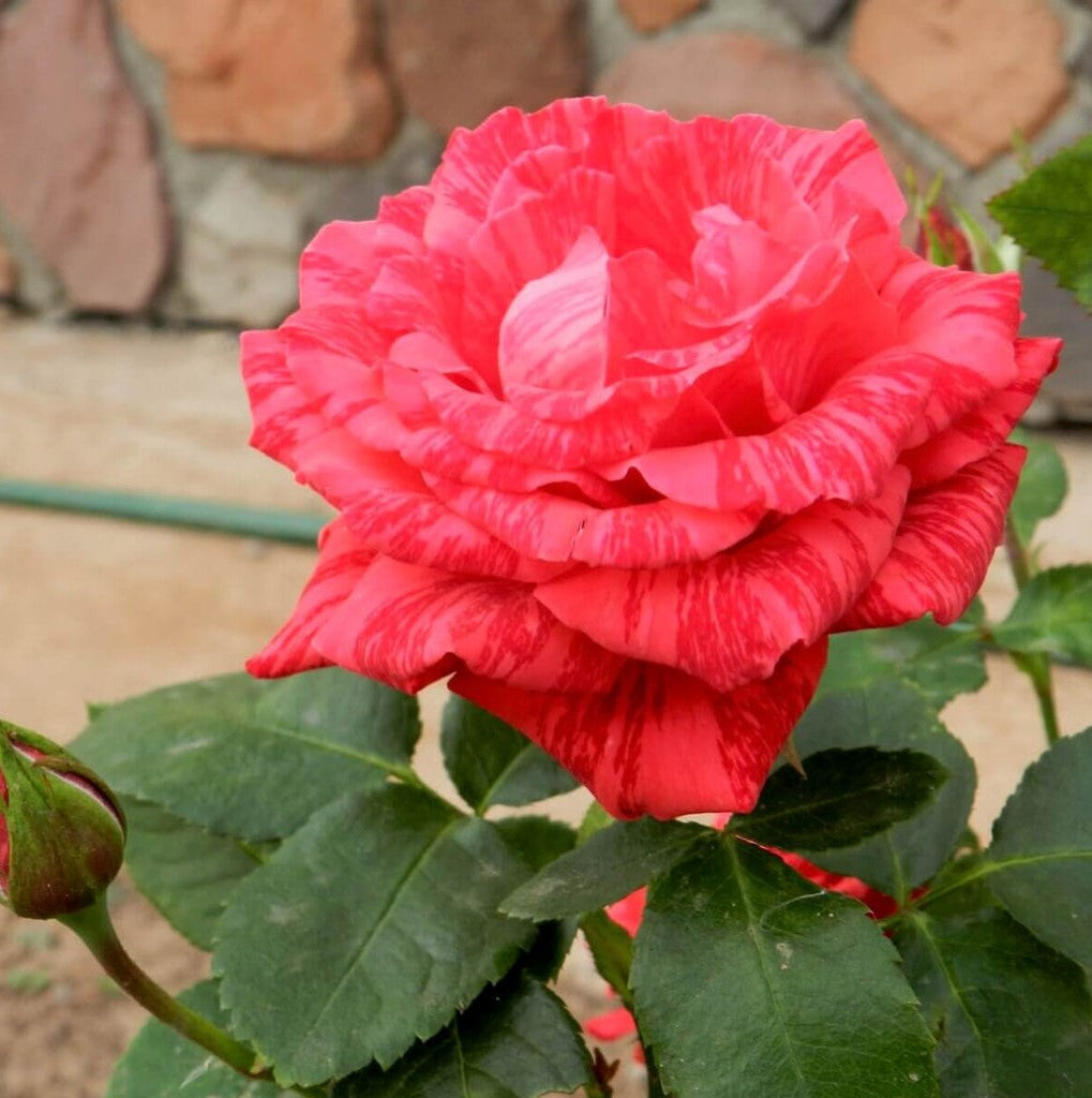 Red Intuition