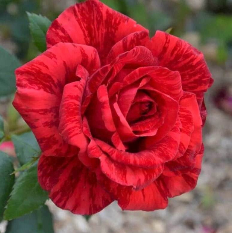 Red Intuition