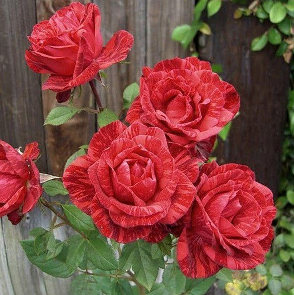 Red Intuition