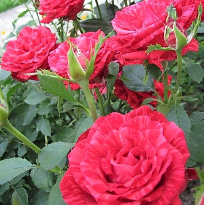 Red Intuition
