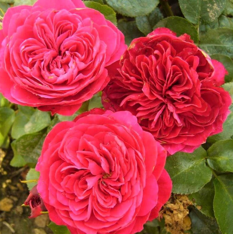 Red Leonardo da Vinci
