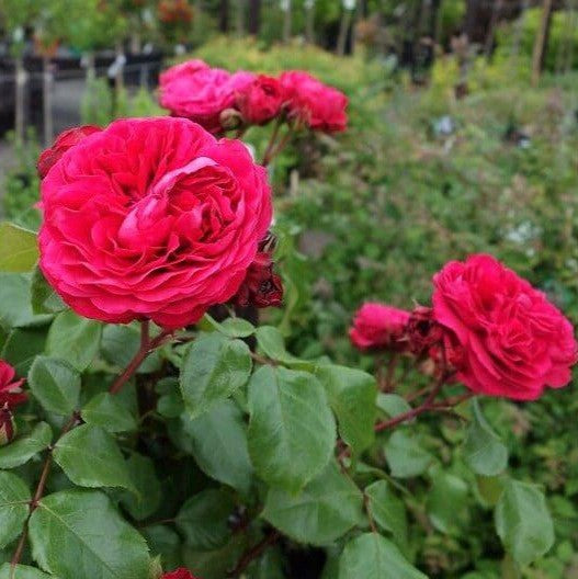 Red Leonardo da Vinci