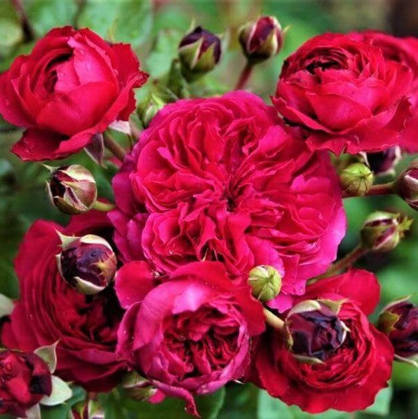 Red Leonardo da Vinci