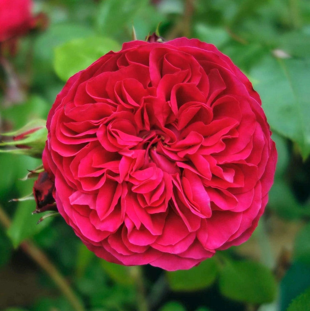 Red Leonardo da Vinci