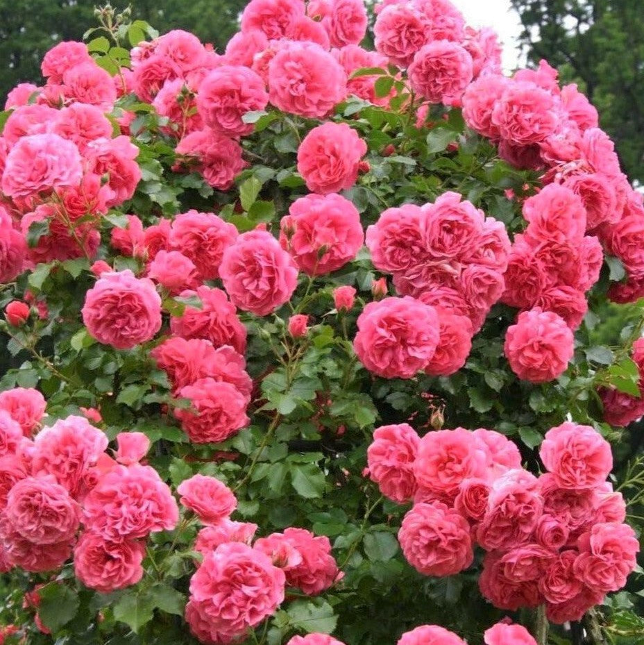 Rosarium Uetersen