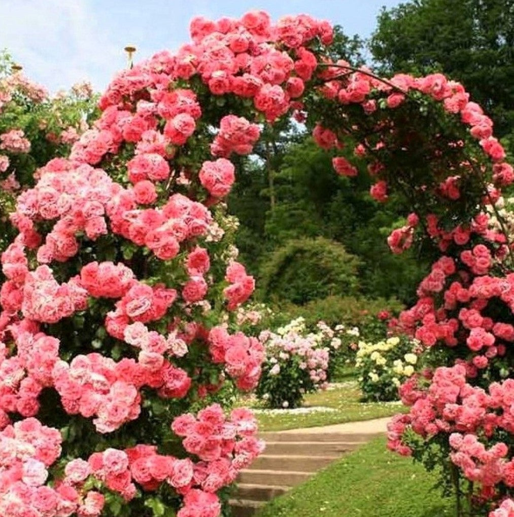 Rosarium Uetersen