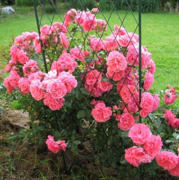 Rosarium Uetersen