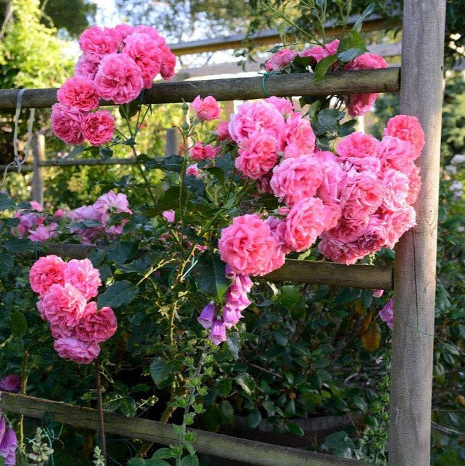Rosarium Uetersen