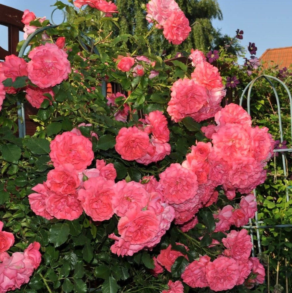 Rosarium Uetersen