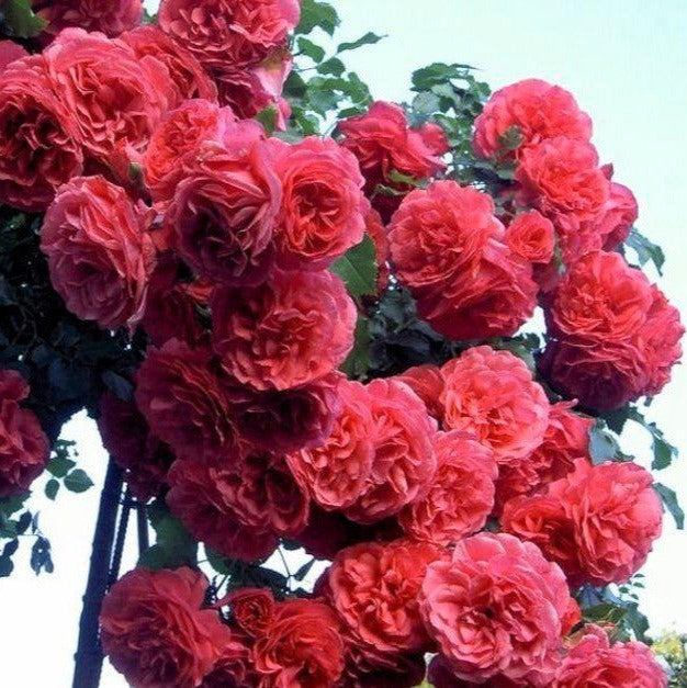 Rosarium Uetersen