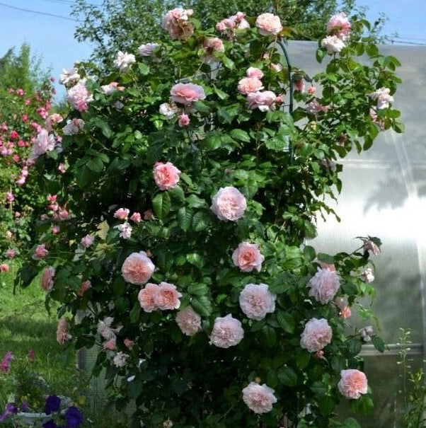 Rose of Tolbiac