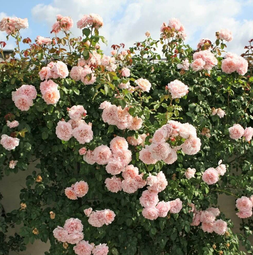 Rose of Tolbiac