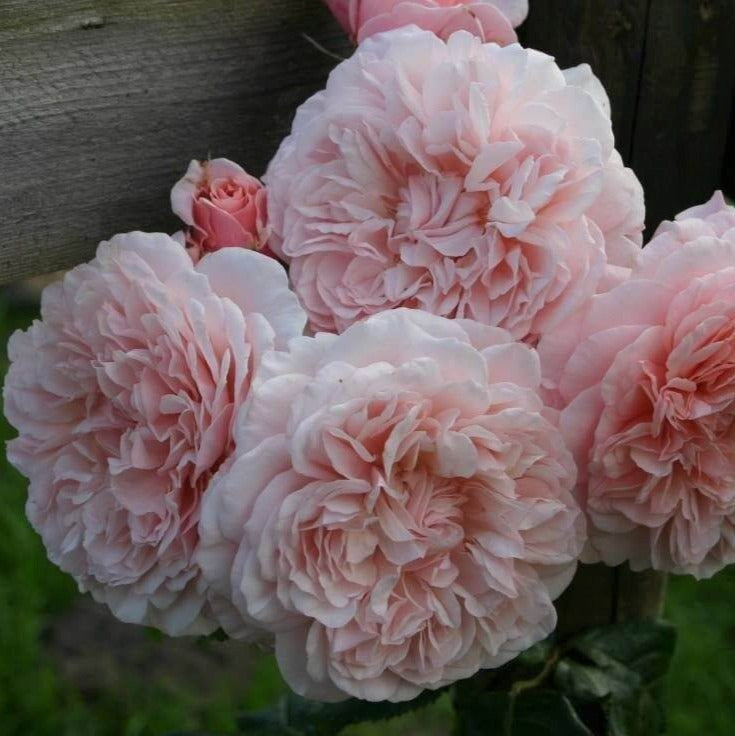 Rose of Tolbiac