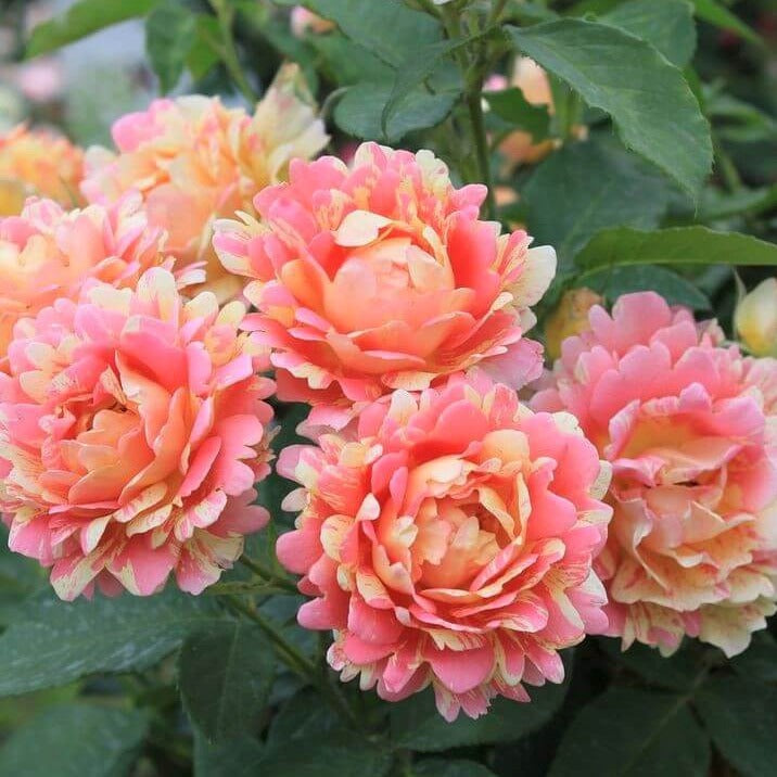 Rose of the Cistercians