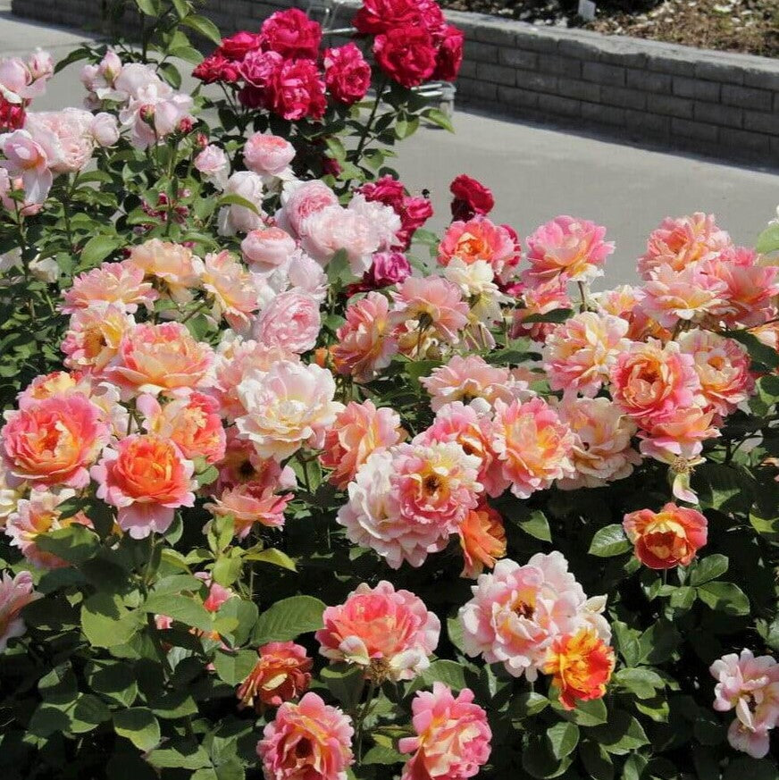 Rose of the Cistercians