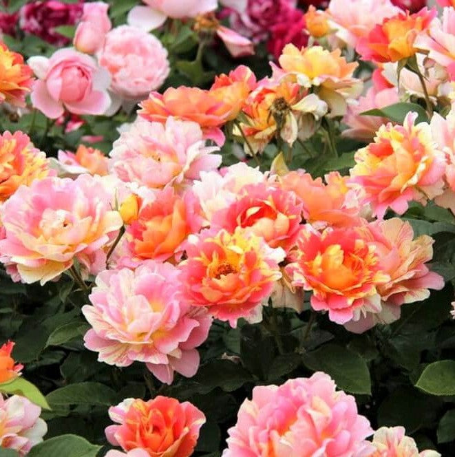 Rose of the Cistercians