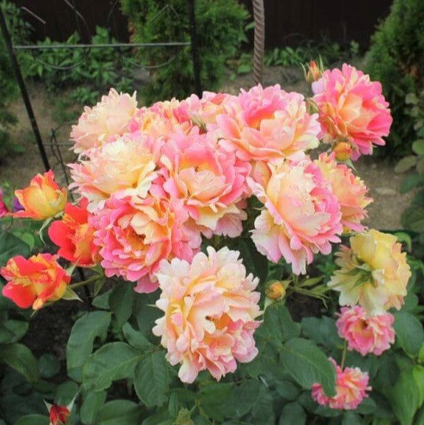 Rose of the Cistercians