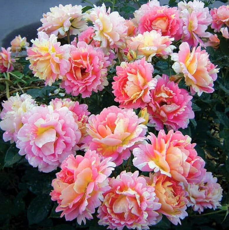 Rose of the Cistercians